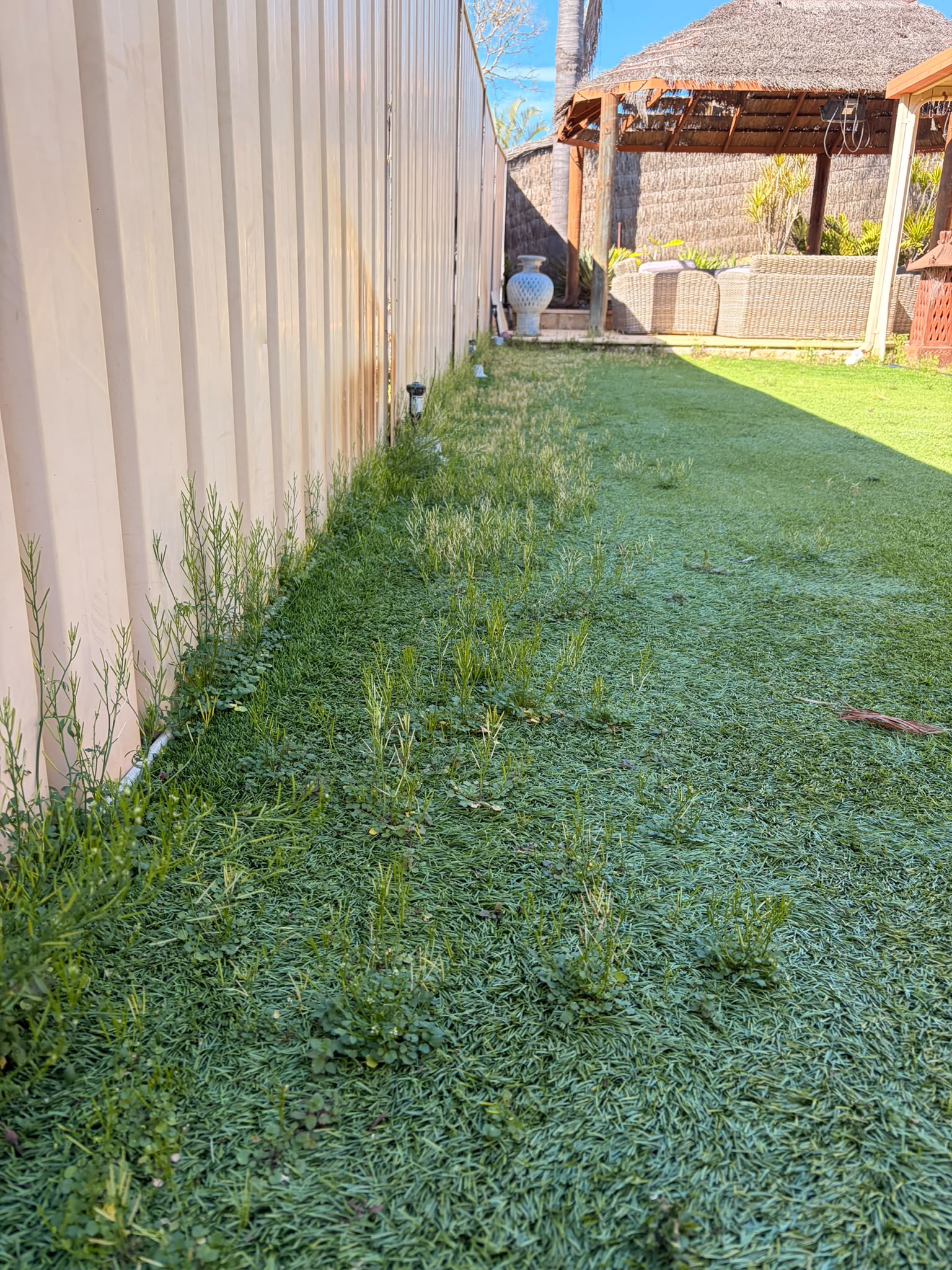 Artificial turf before cleaning, weeds through the seams, Perth backyard