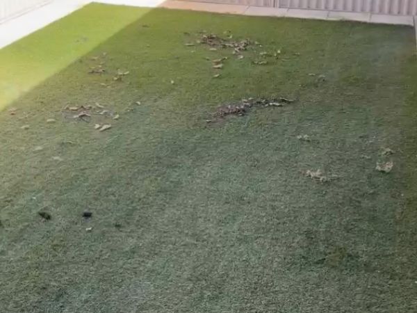 Artificial turf before treatment, leaf litter and debris scattered through the fibres