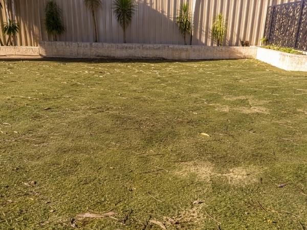 Baldivis backyard artificial turf before professional cleaning, flat and faded fibres