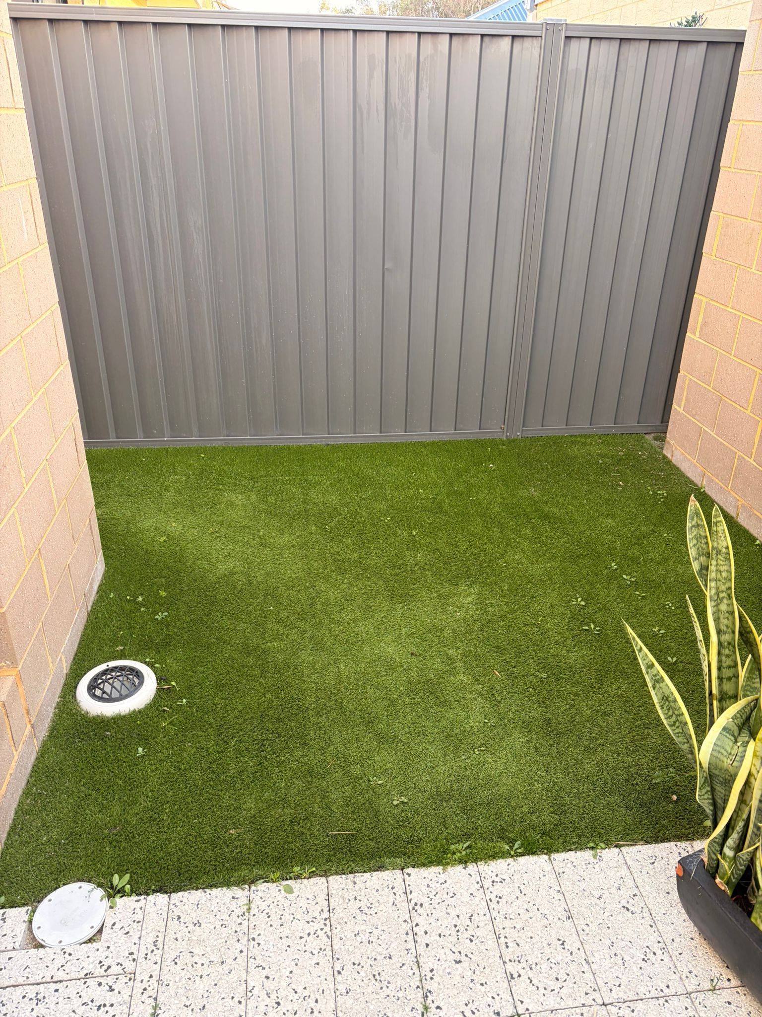 Small Bertram corner lawn before cleaning, the artificial turf dull and flat with weeds growing through the pile and along the paved edge